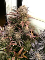 Sensi Purple Kush 12/12 +68