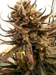 Sensi Purple Kush 12/12 +68