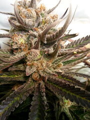 Sensi Purple Kush 12/12 +68