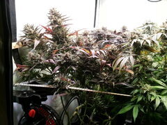 Sensi Purple Kush 12/12 +68
