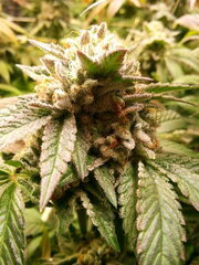 ?Açaï Jelly? ou ?Purple Punch x Do-Si-Dos? 12/12 +68