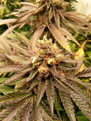 Purple Punch x Do-Si-Dos 12/12 +68