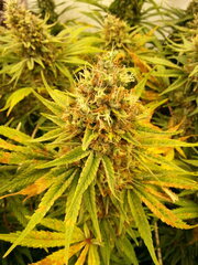Panama 12/12 +68