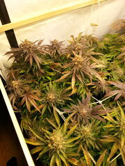 Purple Punch x Do-Si-Dos 12/12 +68