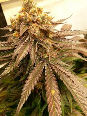 Purple Punch x Do-Si-Dos 12/12 +68
