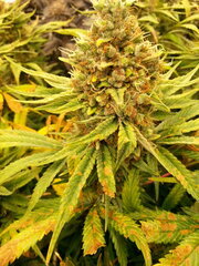 Panama 12/12 +68