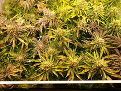 Jack Herer 12/12 +68