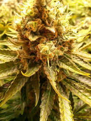 Jack Herer 12/12 +68