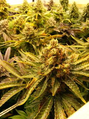 Jack Herer 12/12 +68