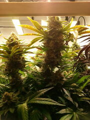 Jack Herer 12/12 +68