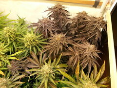 Gorgeous Braelin 12/12 +68