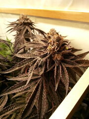 Gorgeous Braelin 12/12 +68