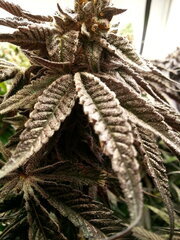 Gorgeous Braelin 12/12 +68