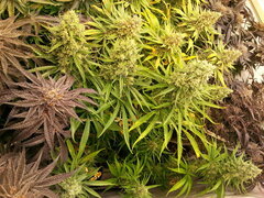 Malawi 12/12 +68