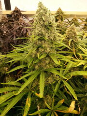 Malawi 12/12 +68