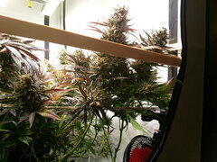 Sensi Purple Kush 12/12 +68