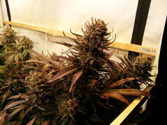 Sensi Purple Kush 12/12 +68