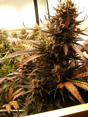 Sensi Purple Kush 12/12 +68