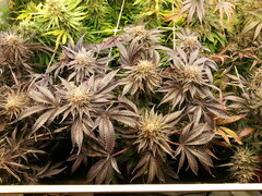Kush T 12/12 +68
