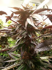 Kush T 12/12 +68