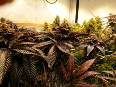 Kush T 12/12 +68
