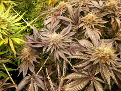 Kush T 12/12 +68