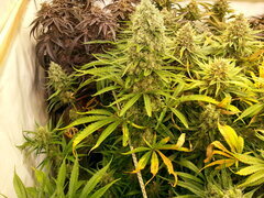 Malawi 12/12 +68