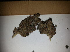2 grammes de GMO x Animal Cookies