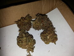 2 grammes de Godzilla Glue #4