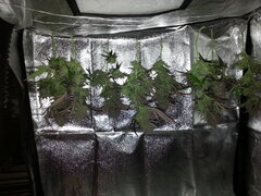 Sensi Purple Kush 12/12 +68