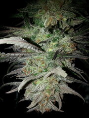 Sensi Purple Kush 12/12 +68