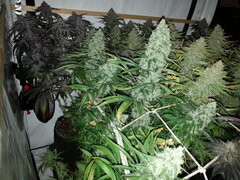 Malawi 12/12 +69