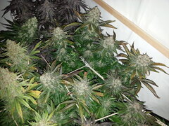 Jack Herer 12/12 +69