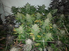 Panama 12/12 +69
