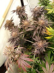 Kush T 12/12 +70