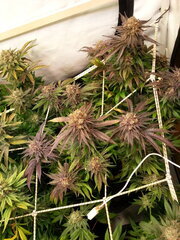 Purple Punch x Do-Si-Dos 12/12 +70