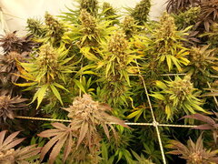 Panama 12/12 +70