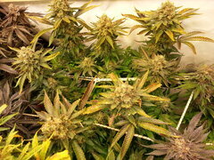 Jack Herer 12/12 +70