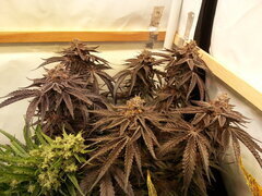 Gorgeous Braelin 12/12 +70