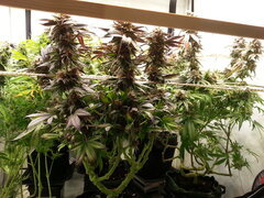 Kush T 12/12 +70