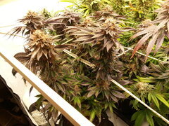 Kush T 12/12 +70