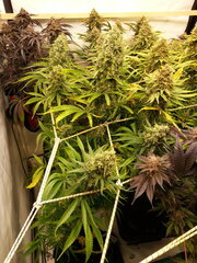 Malawi 12/12 +70