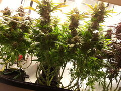 Jack Herer 12/12 +70