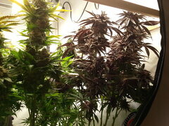 Jack Herer et Gorgeous Braelin 12/12 +70