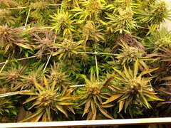 Jack Herer 12/12 +70