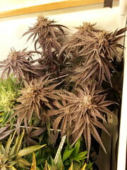 Gorgeous Braelin 12/12 +70
