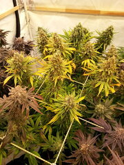 Panama 12/12 +74