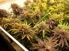 Jack Herer 12/12 +74