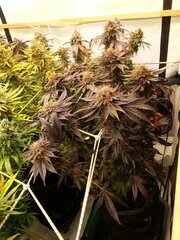 Kush T 12/12 +74