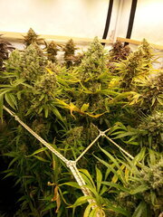 Malawi 12/12 +74